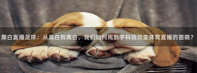 黑白直播足球：从黑白到黑白，我们如何用数字科技改变体育直播的面貌？