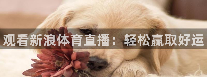 观看新浪体育直播：轻松赢取好运
