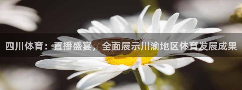 四川体育：直播盛宴，全面展示川渝地区体育发展成果